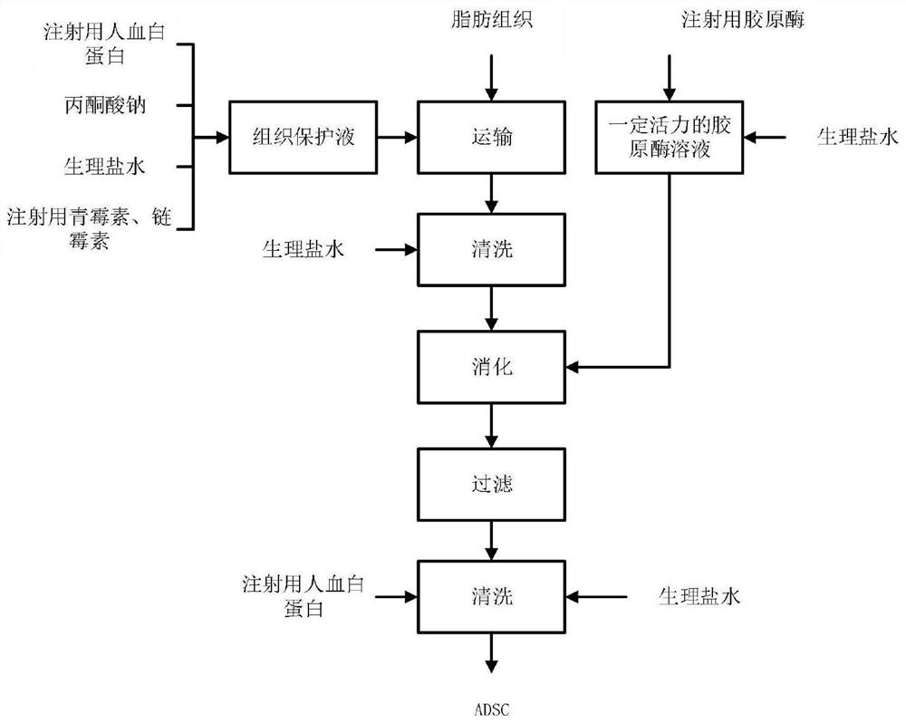 一种脂肪源干细胞的分离制备方法及脂肪源干细胞