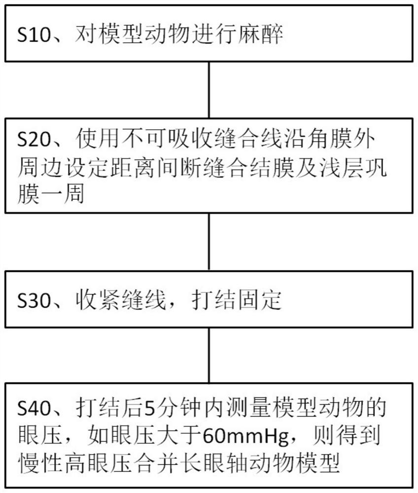 慢性高眼压合并长眼轴动物模型的建立方法、模型及应用