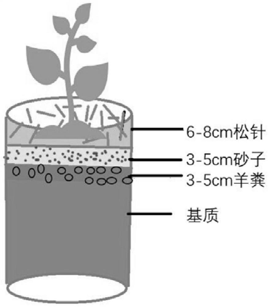 一种容器式栽培蓝莓杂草防治的方法