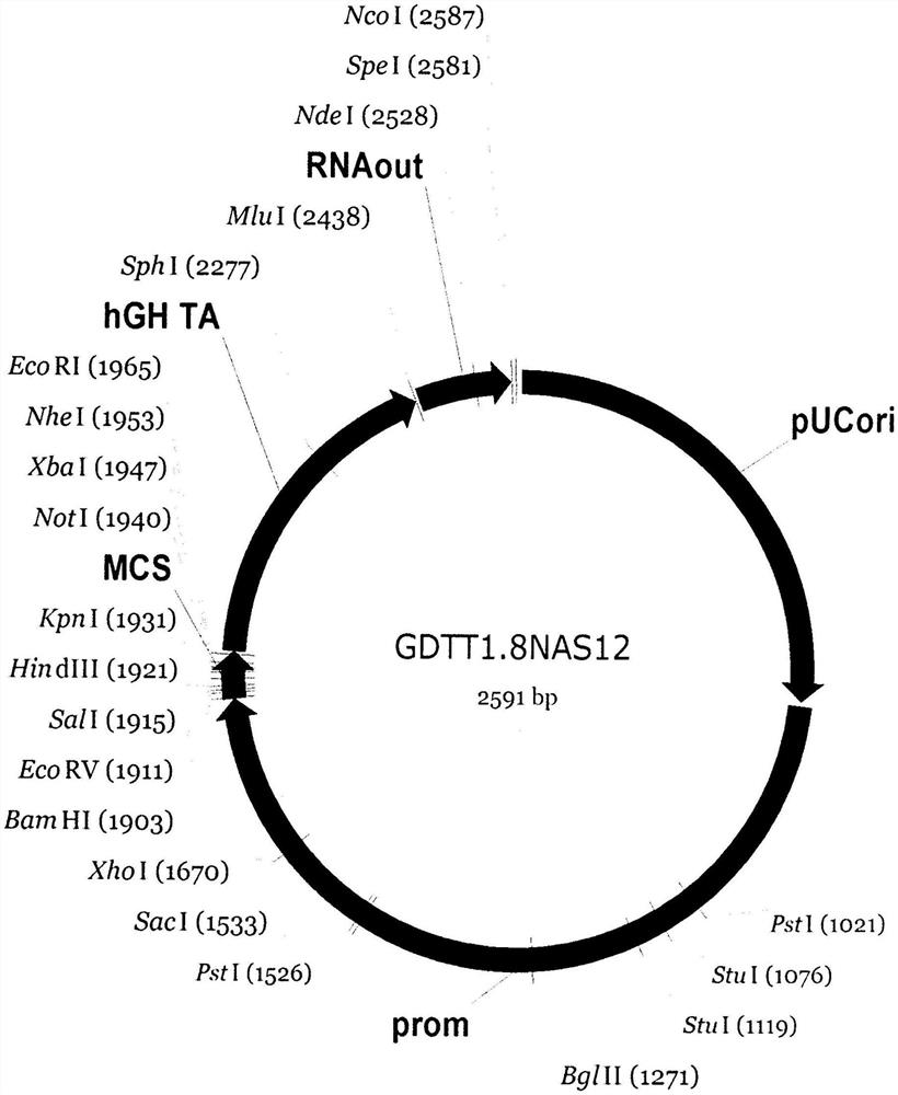 基因治疗DNA载体GDTT1.8NAS12及用于获得它的方法