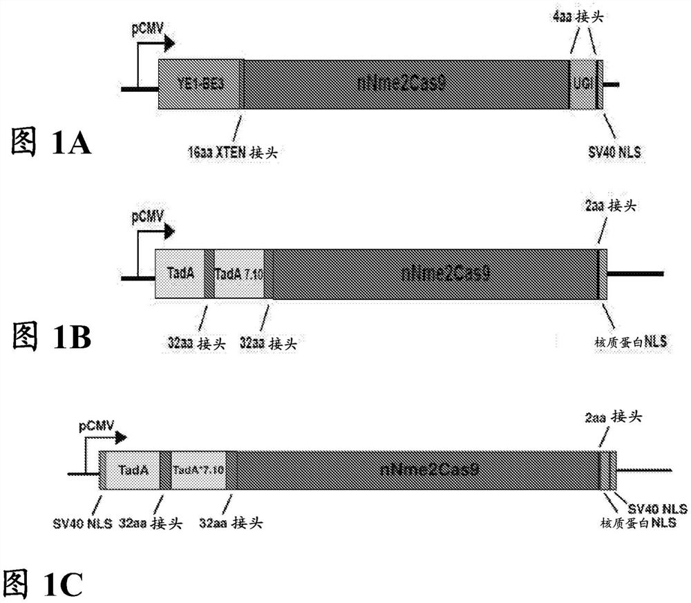 NME2CAS9-脱氨酶融合蛋白的可编程DNA碱基编辑