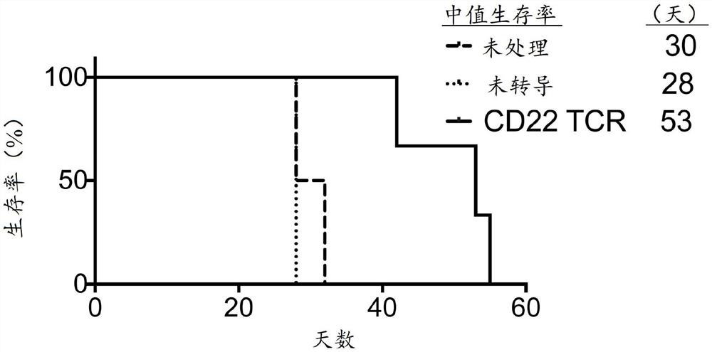 用于治疗B细胞恶性肿瘤的CD22特异性T细胞受体和过继性T细胞疗法