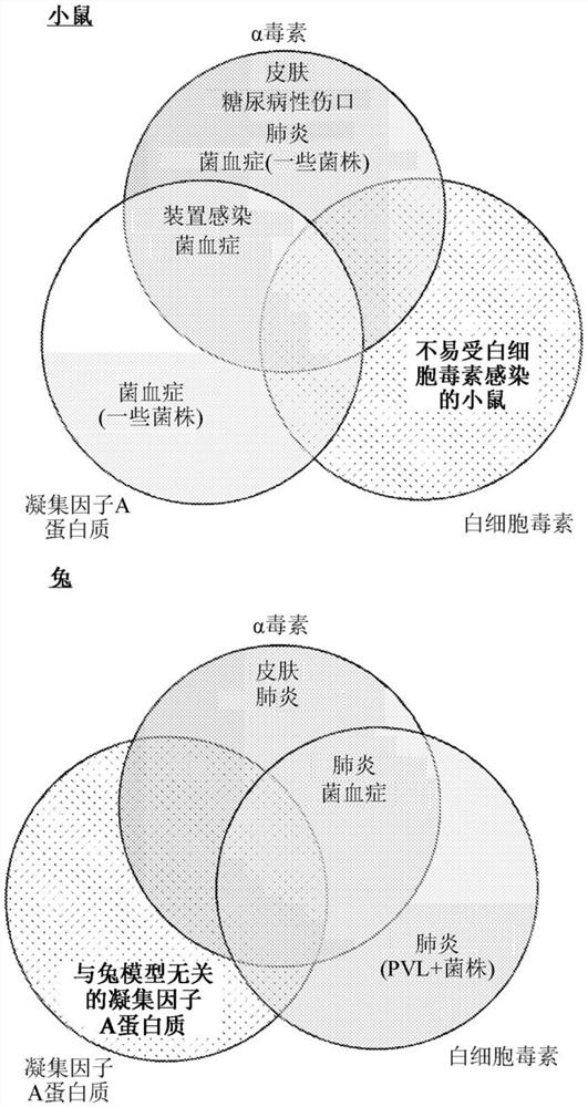 抗金黄色葡萄球菌抗体的组合