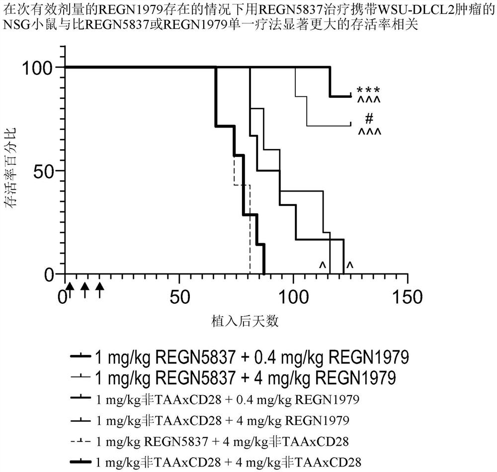 双特异性抗CD28 X抗CD22抗体以及其用途