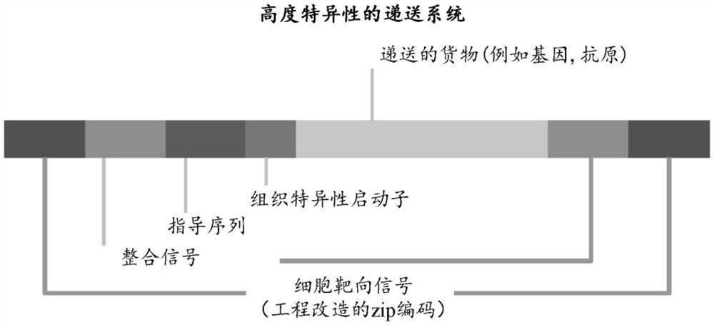 用于细胞识别和整合的核酸