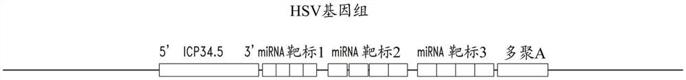 具有降低的神经毒性的HSV载体