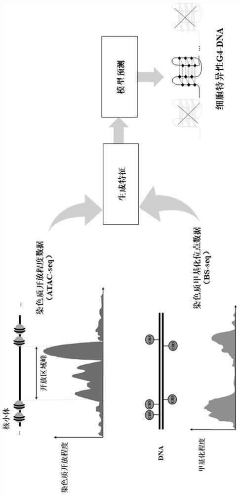 一种细胞特异性基因组G-四链体的预测方法