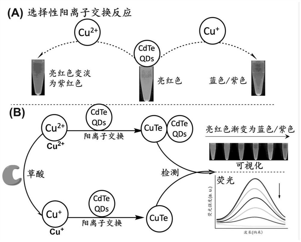 一种利用量子点检测草酸的方法及应用