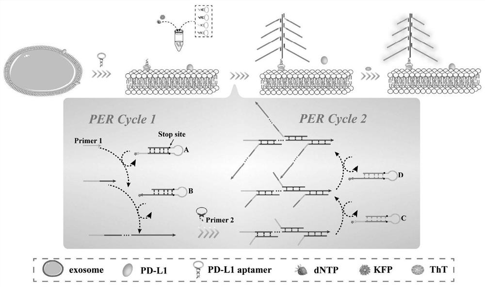 一种检测外泌体PD-L1的荧光传感器及其制备与应用