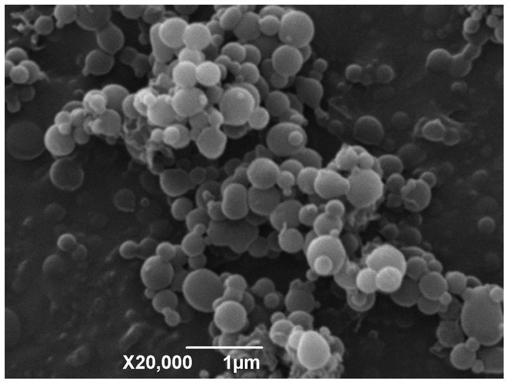 一种磁性糊精微球、制备方法和在平菇内毒死蜱残留量测定中的应用