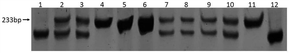 鉴定矮杆甘蓝型油菜的分子标记BnC04Y2641及其应用
