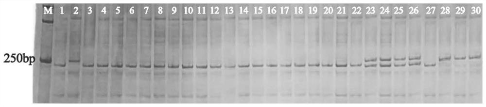 甜瓜早花性状主效QTL fft2紧密连锁的分子标记CmSSR02及其应用