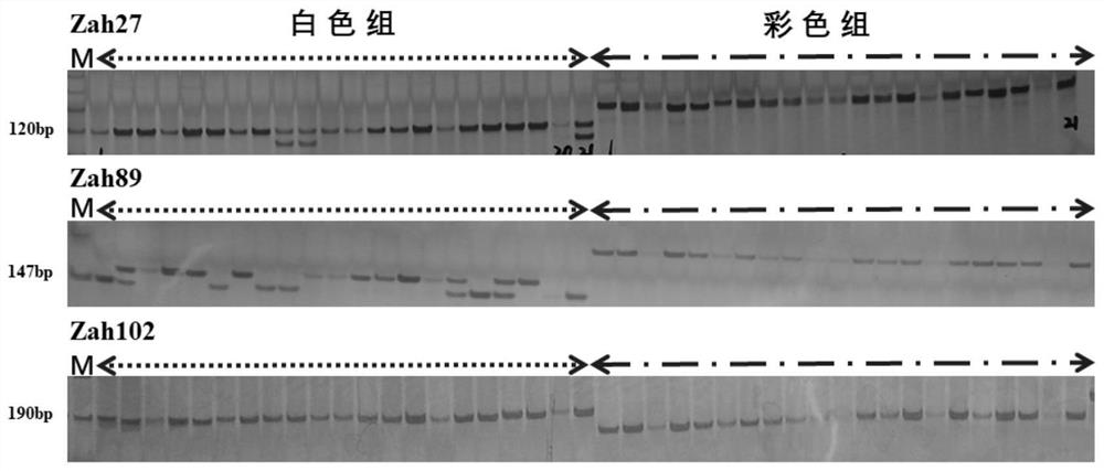 一种利用SSR标记快速鉴定马蹄莲种苗类型的引物组、方法、试剂盒及其应用