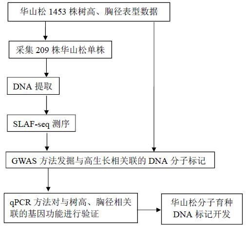 一种华山松基因组SNP的开发方法和应用