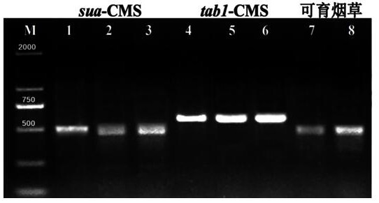 烟草细胞质雄性不育系tab1-CMS特异性分子标记及其应用