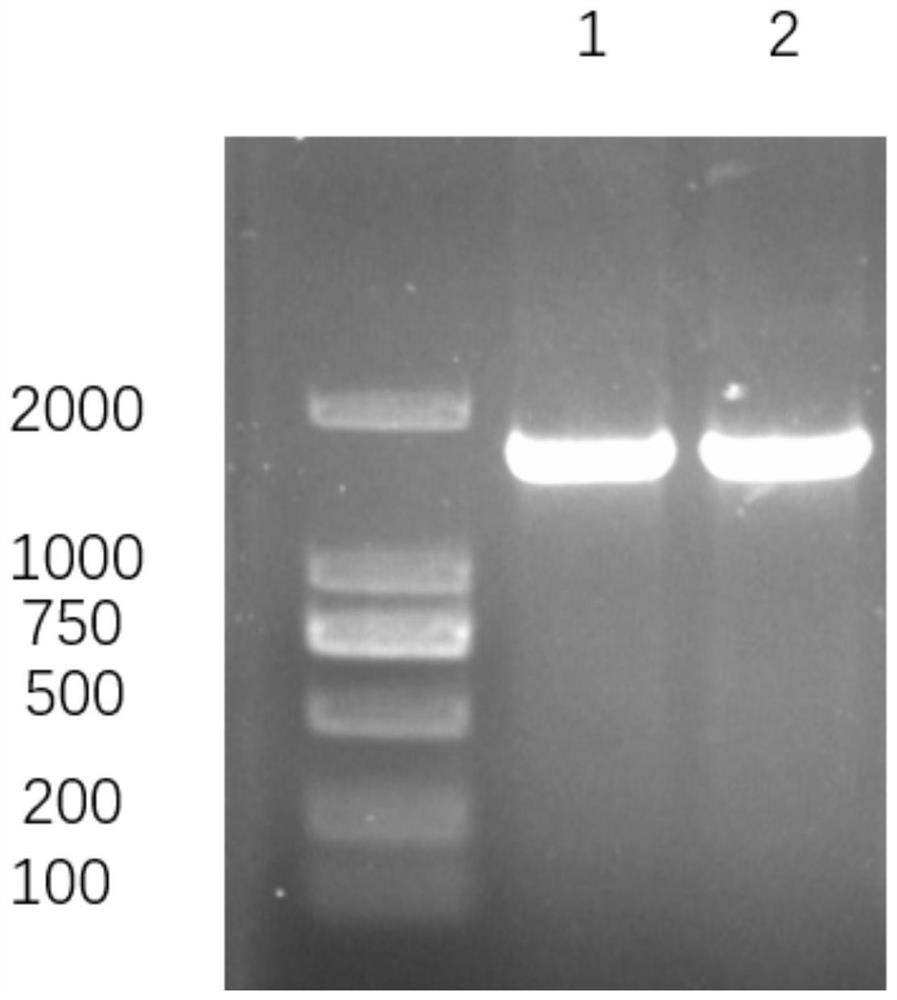 一种来源于GMC氧化酶家族的新型氯霉素耐药基因的PCR检测方法