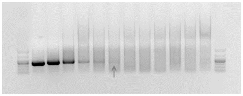 一种基于降落PCR法的实验动物绿脓杆菌快速检测方法及试剂盒