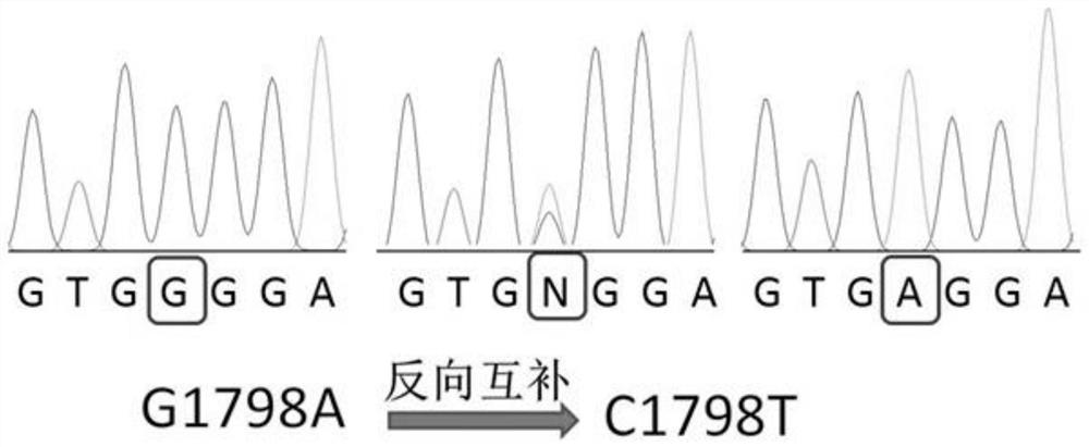 一种与鸡睾丸性状相关的分子标记及其应用