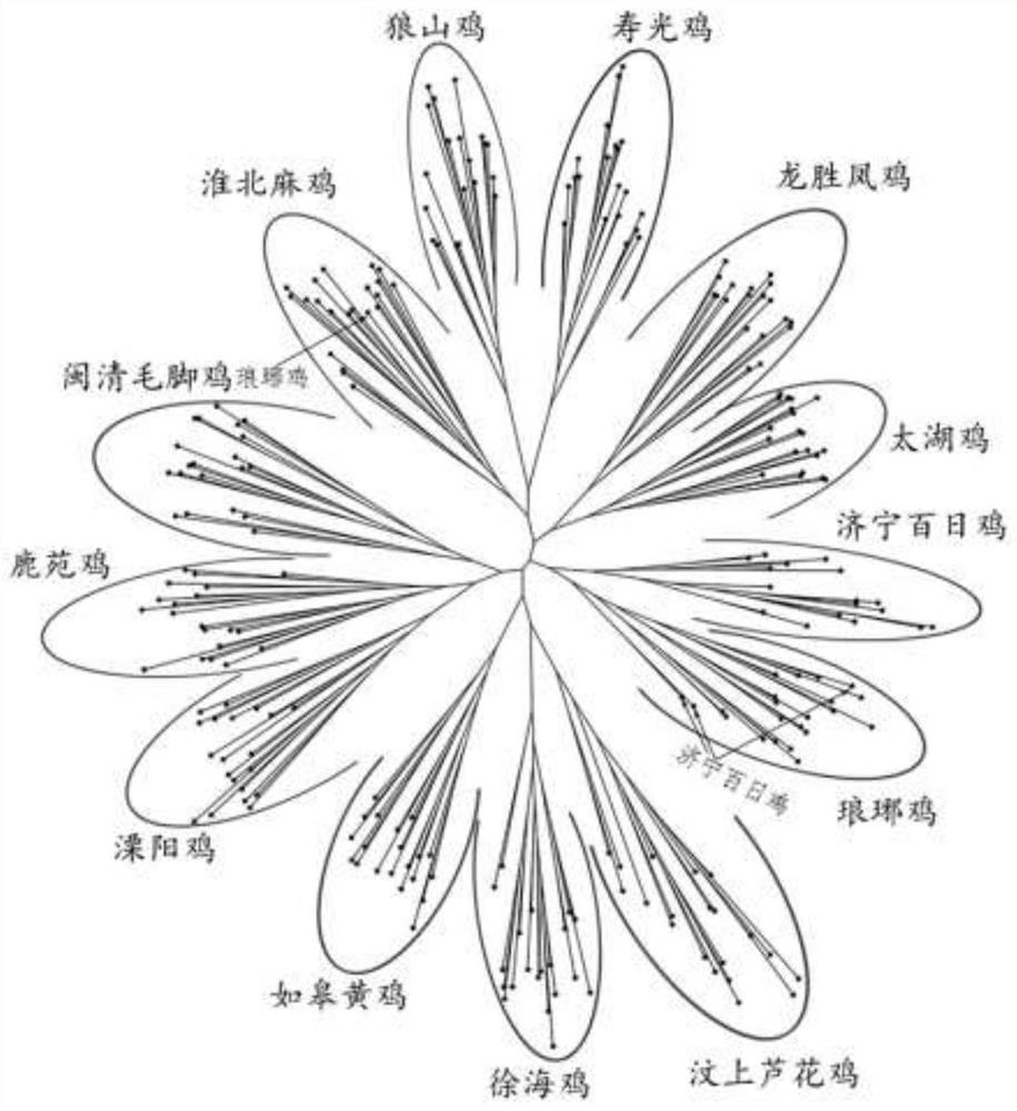 基于特异性遗传位点鉴定龙胜凤鸡的方法
