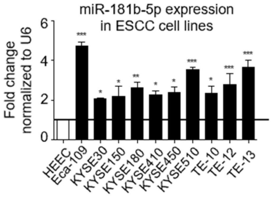 外泌体miR-181b-5p在食管鳞癌诊断和治疗中的应用
