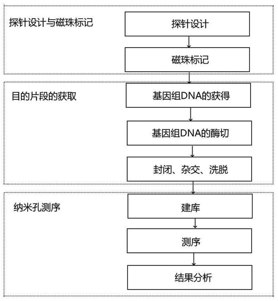 FMR1基因CGG重复数及甲基化检测试剂盒和检测方法