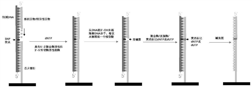 一种SNP分型检测方法