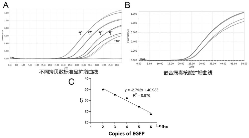 一种冠状病毒的缺陷型嵌合病毒模型的包装体系及其应用