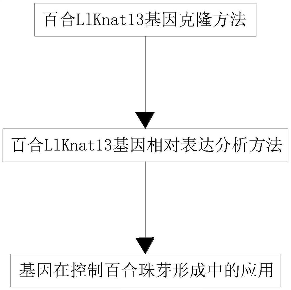 一种百合LlKnat13基因克隆及其在控制百合珠芽形成中的应用方法