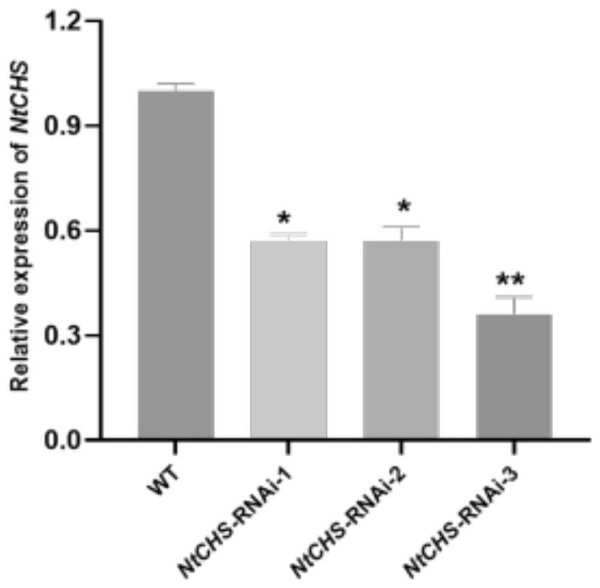 烟草查尔酮合成酶NtCHS基因在调节烟草对烟草黑胫病菌抗性中的应用