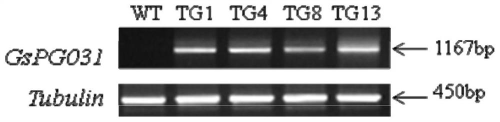 大豆种皮吸水性调控基因GsPG031及其编码蛋白和应用