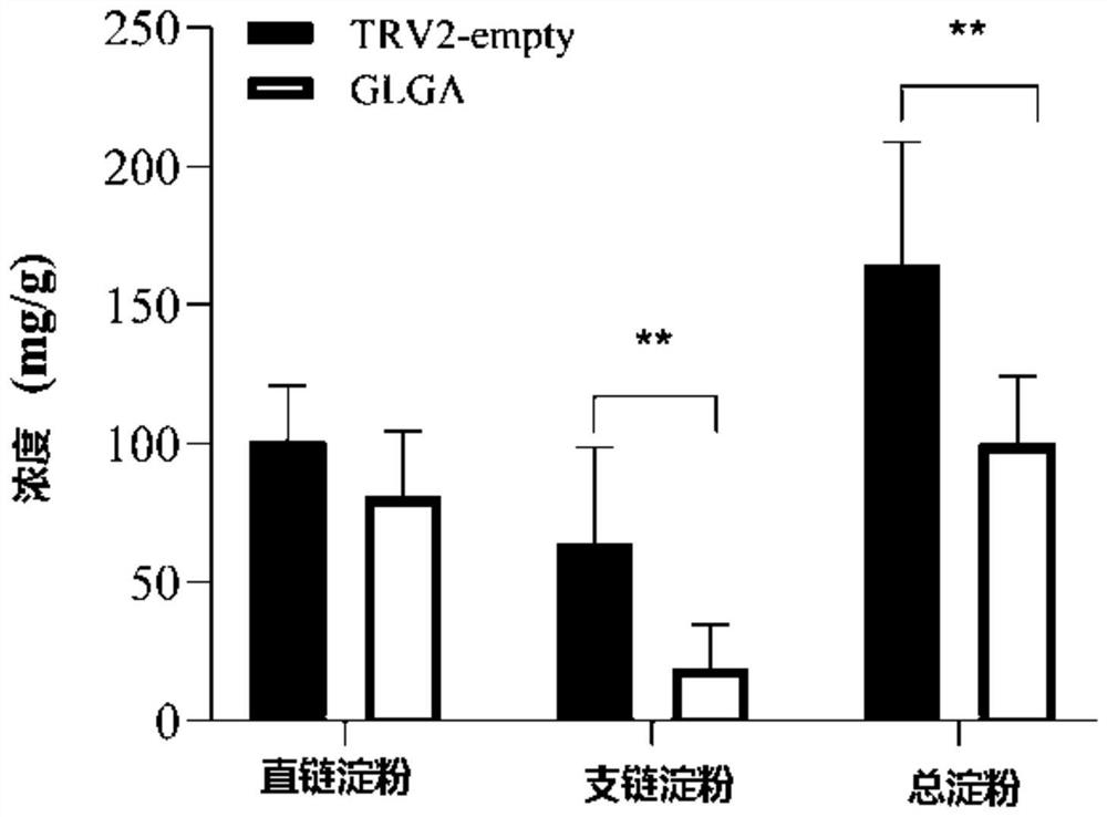 一种烟草淀粉合酶基因及其应用