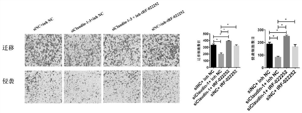 抑制肿瘤转移的tRF022252及应用