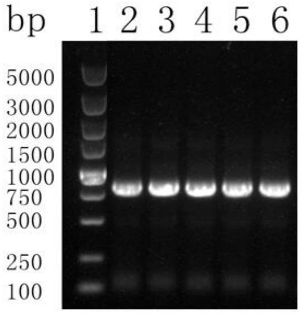 一种短链脱氢酶BLSDR1及其编码基因和应用