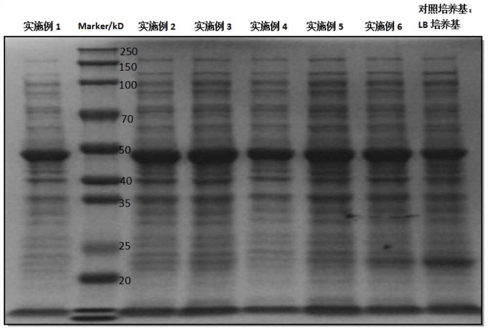 一种用于新型冠状病毒N蛋白表达的大肠杆菌表达培养基