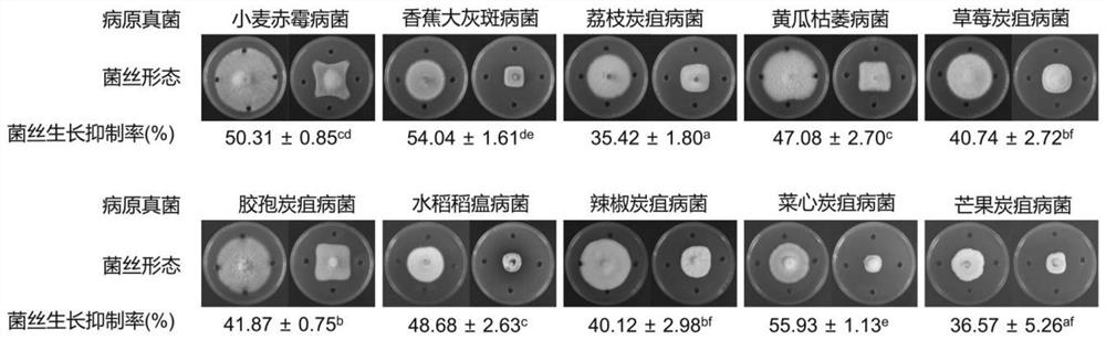 一株具有草莓炭疽病抑制活性的芽胞杆菌新种及其应用