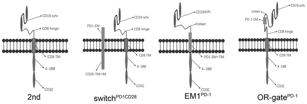 一种能够反转PD-1免疫抑制信号的CAR T细胞结构EM1设计