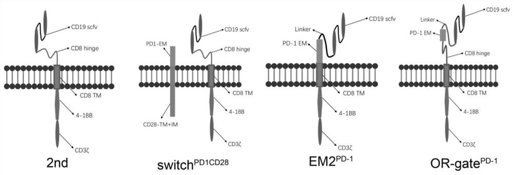 一种针对CD19的PDL1的新型双靶点CAR T细胞结构EM2设计
