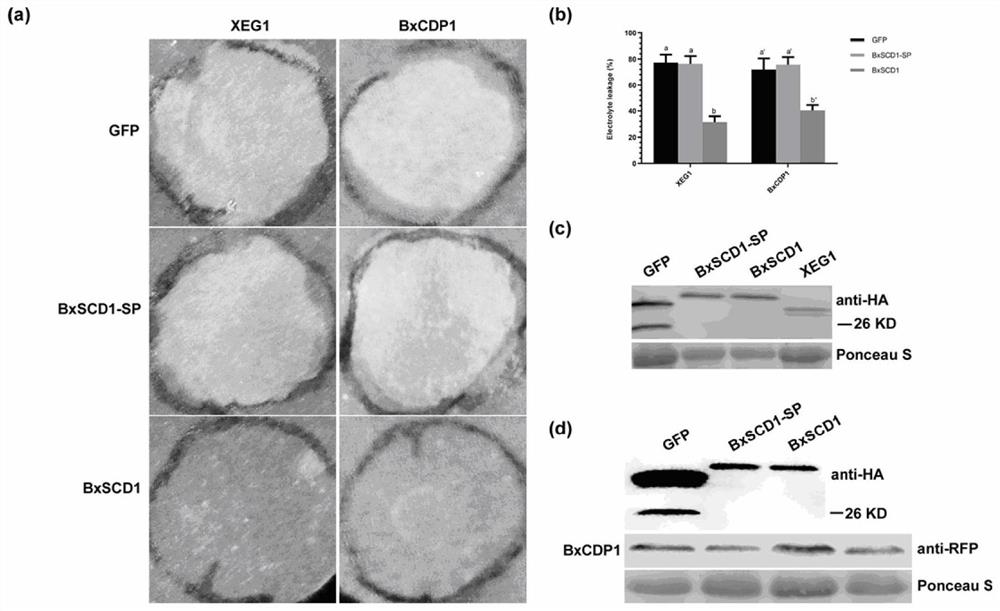 松材线虫效应子蛋白BxSCD1及其应用