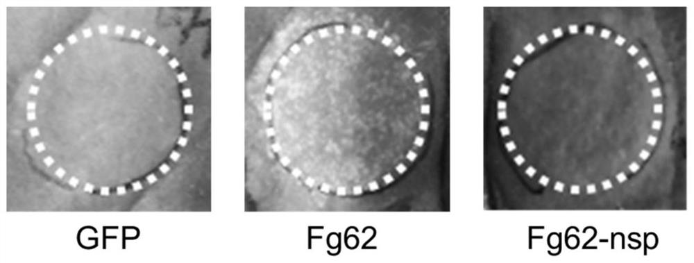 禾谷镰刀菌分泌的植物免疫激活蛋白Fg62及其应用