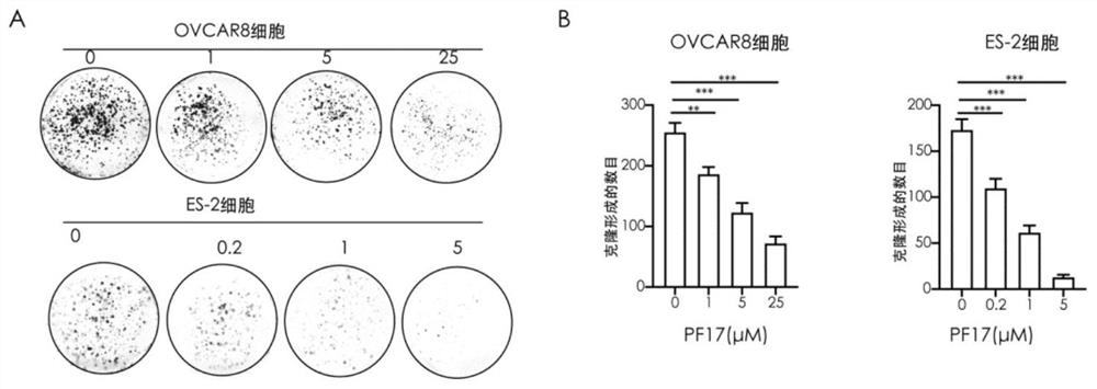 一类靶向PUF60的叔丁氧羰基类小分子有机化合物及其衍生物及其应用