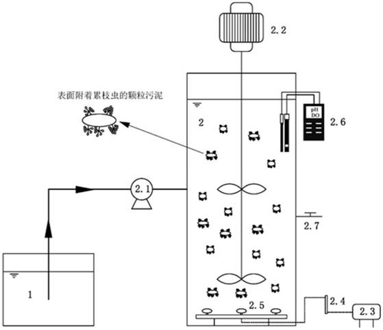 一种以累枝虫为骨架的颗粒污泥系统强化生物脱碳和污泥减量的方法