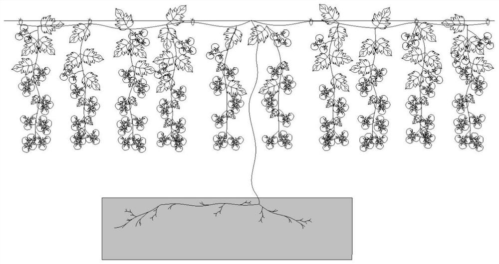 一种树式番茄的无土栽培方法