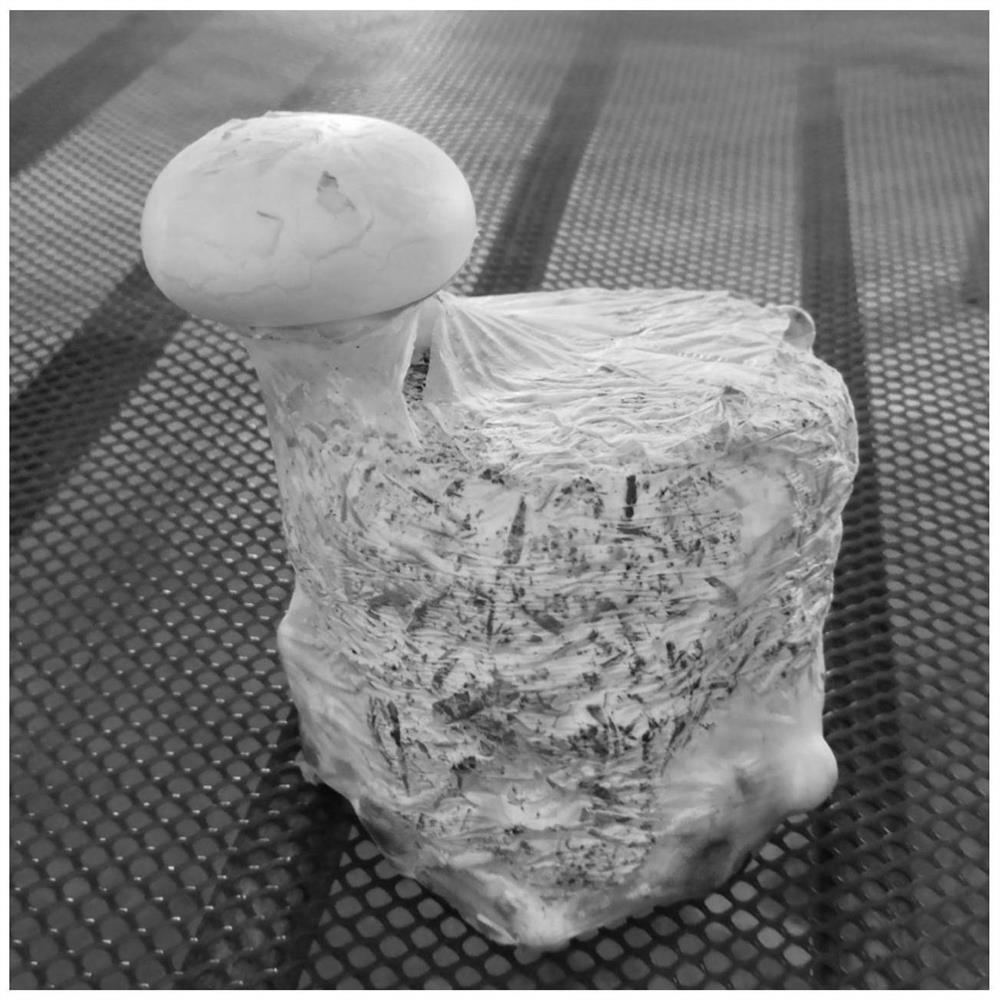 一种免割保水膜袋栽培中国美味蘑菇的方法