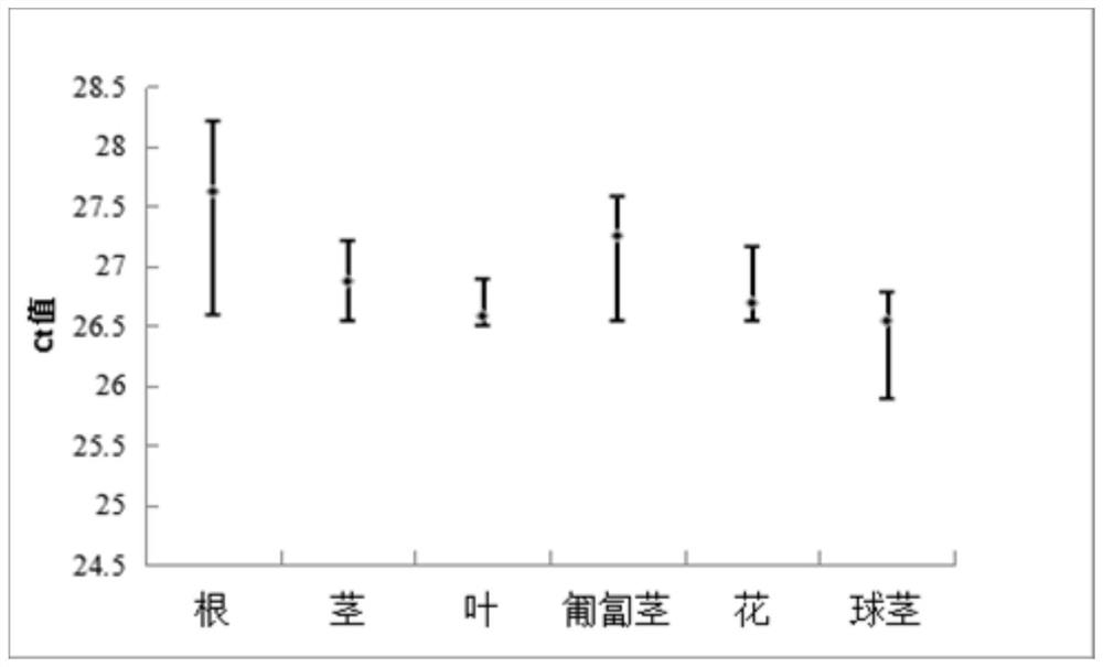 分析慈姑不同组织的内参基因及其筛选方法和应用