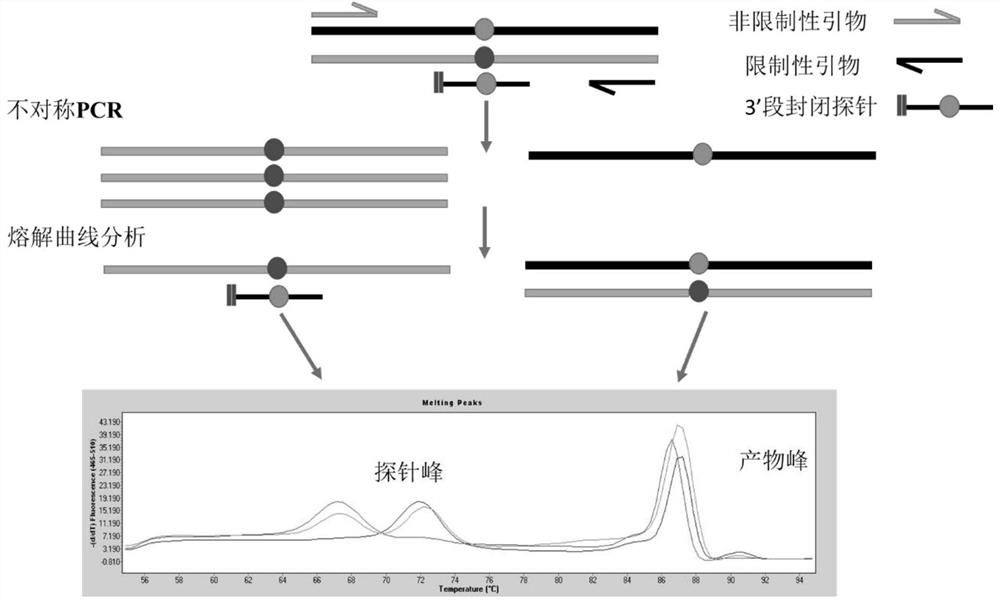 ALDH2基因多态性检测试剂盒及检测方法