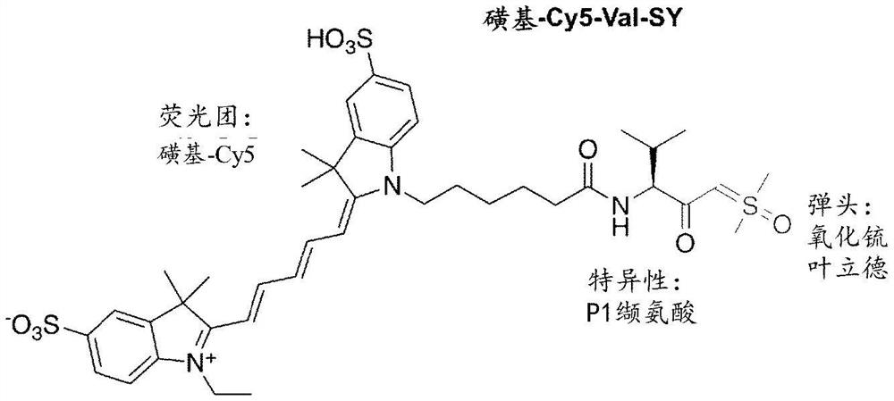 用作半胱氨酸蛋白酶的探针的氧化锍叶立德衍生物