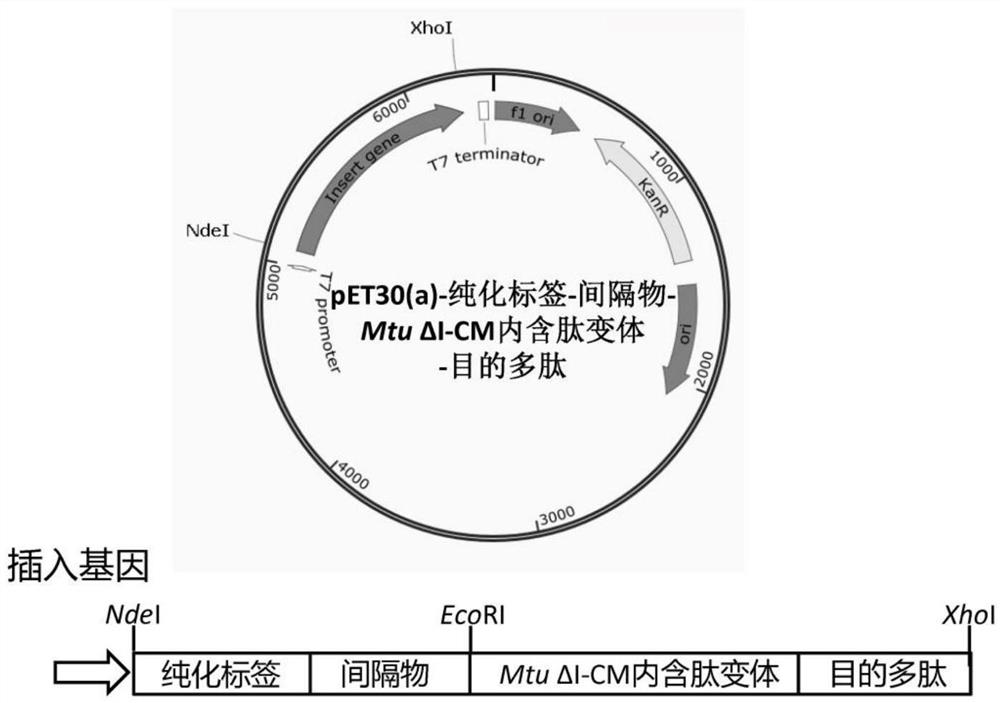 Mtu ΔI-CM内含肽变体和其应用