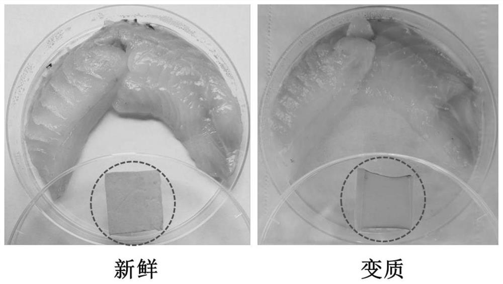 一种智能检测海水鱼腐败变质的纳米纤维指示膜及其应用