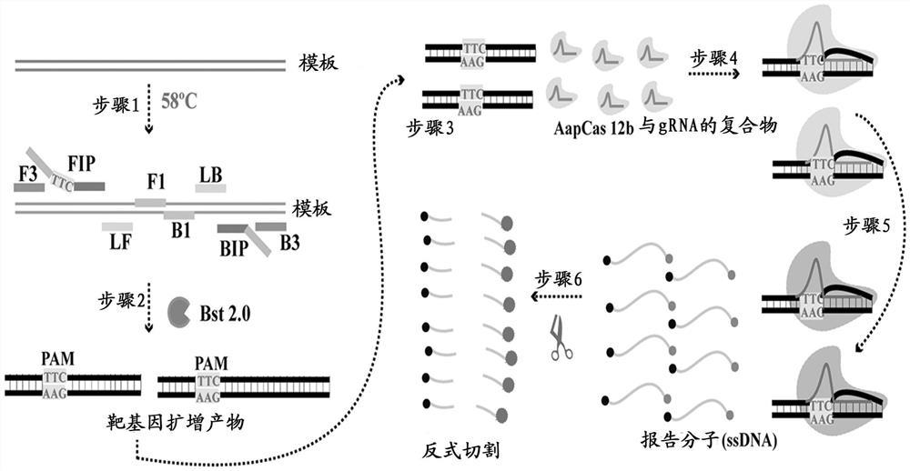 CRISPR介导的一步式恒温扩增检测SARS-CoV-2的方法