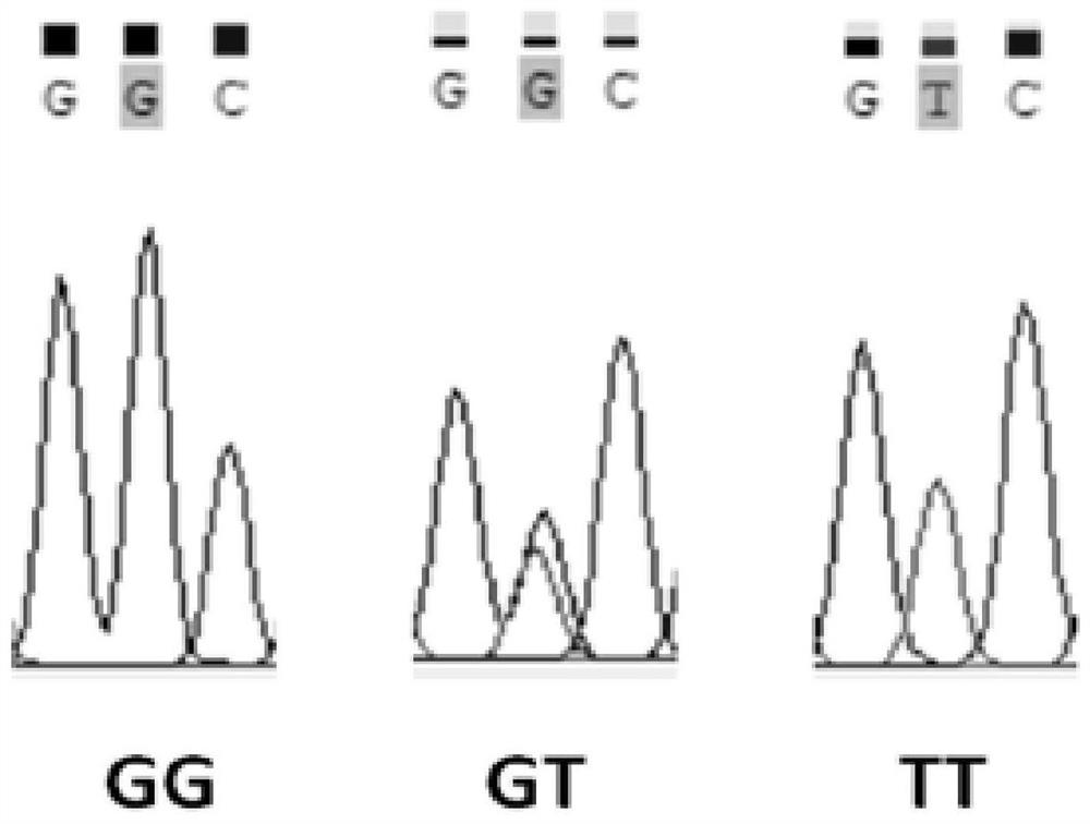 卵形鲳鲹刺激隐核虫病关联的SNP分子标记及其引物和应用